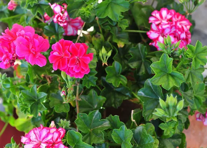 Pansion Evi Appartement *