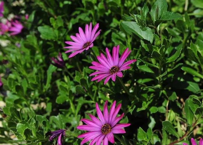 Appartement Pansion Evi Ammouliana