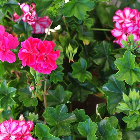 Pansion Evi شقة *