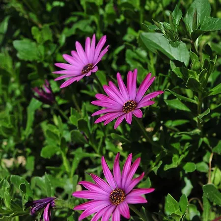 شقة Pansion Evi أمولياني